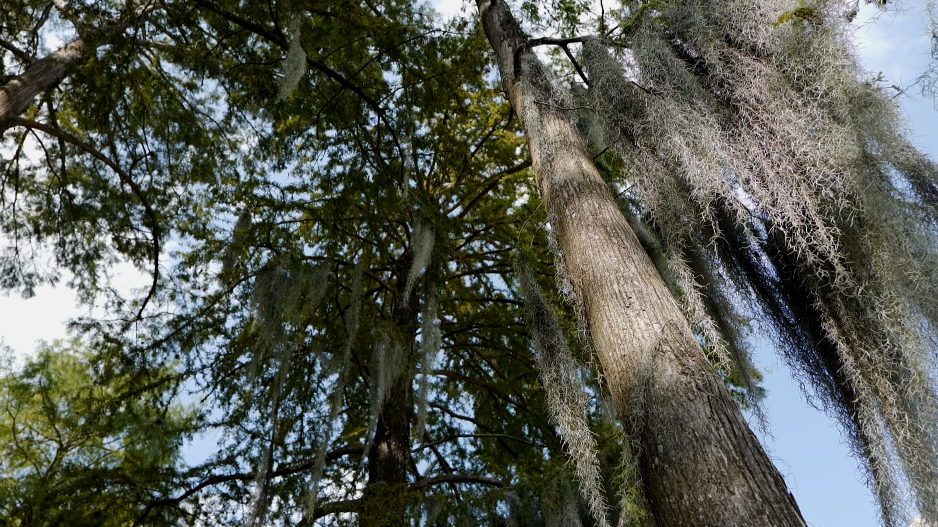 Get It Growing: Bald cypress is Louisiana Super Plant 